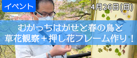 むかっちはかせと春の鳥と草花観察＋押し花フレーム作り！