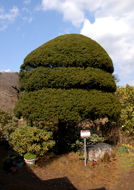 おんこ