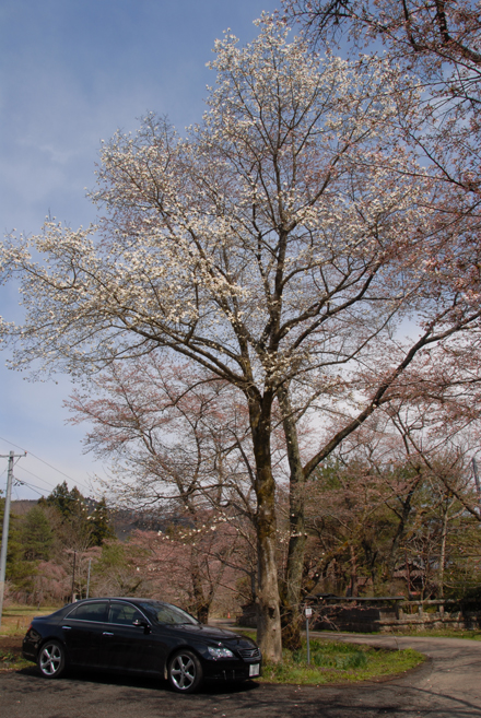こぶし