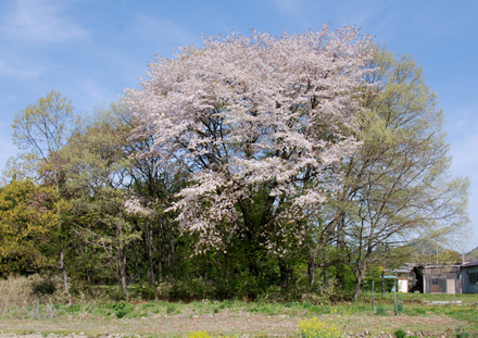 やまざくら雑木林