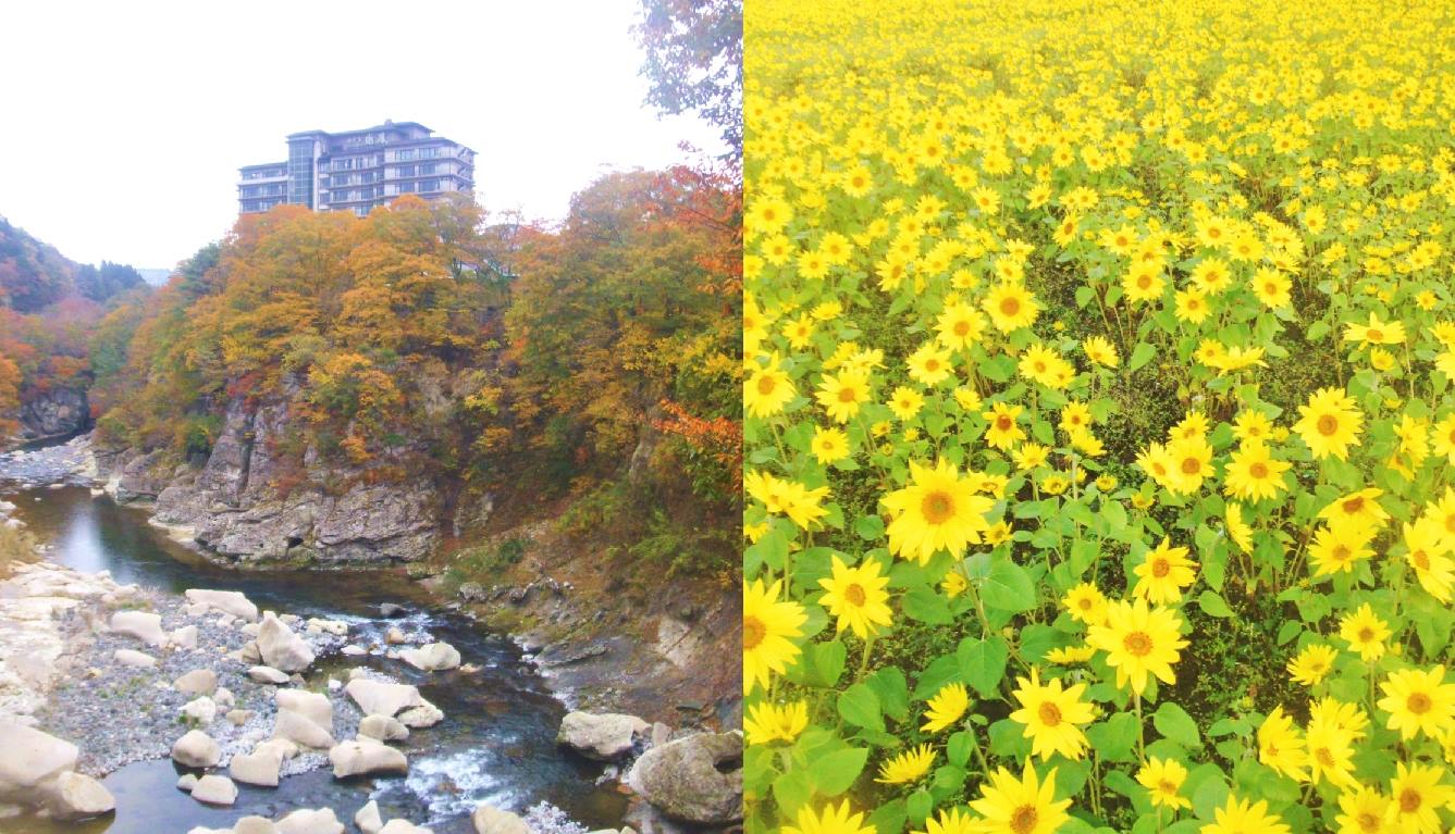 『遅咲きのひまわり畑』と『磊々峡の紅葉』