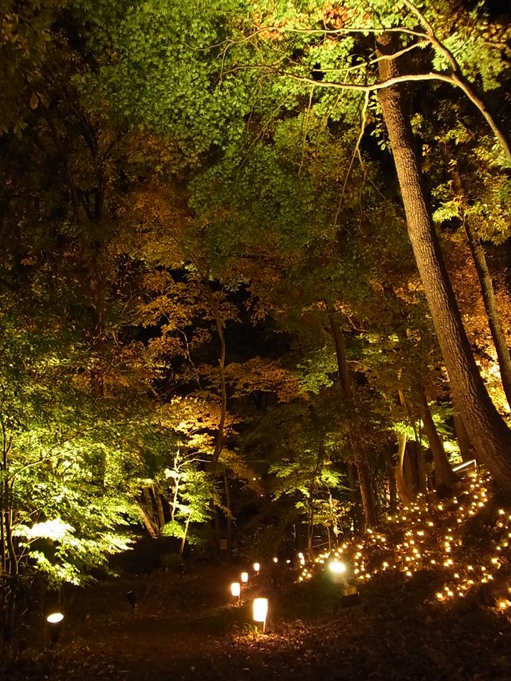 磊々峡もみじのこみち紅葉ライトアップ