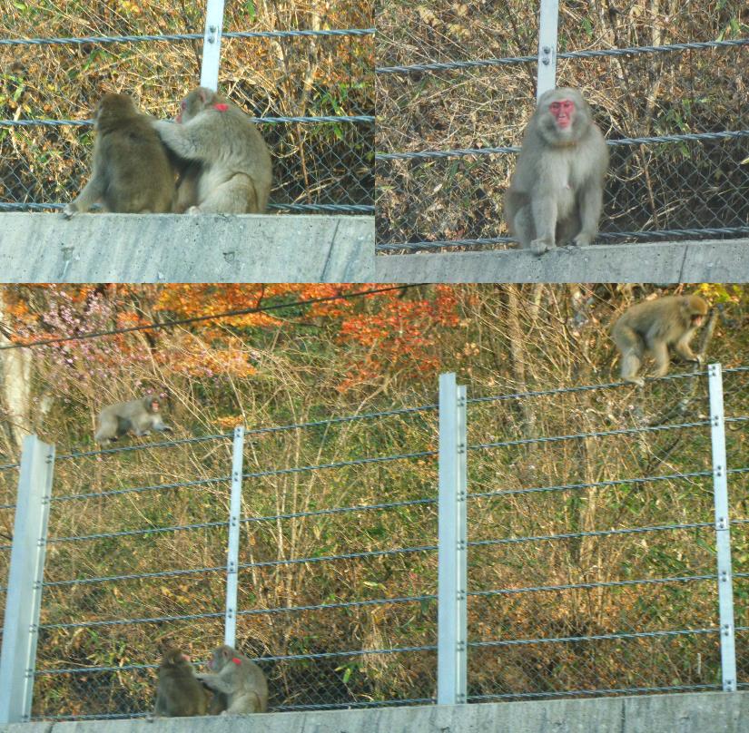 野生の日本猿