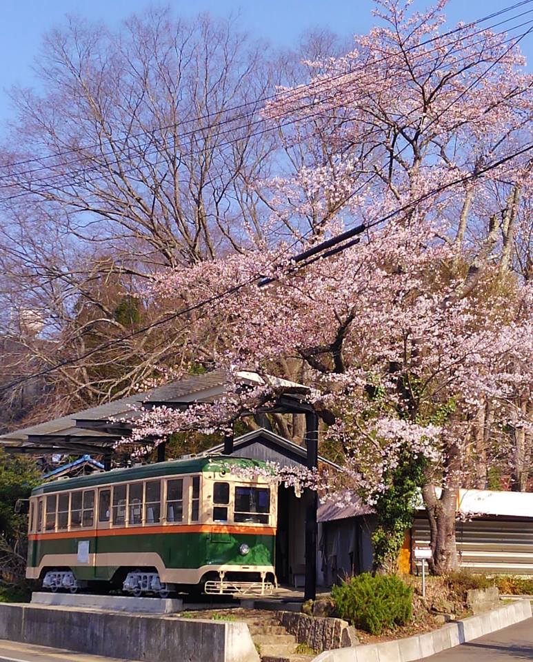 覗橋電車とヤマザクラ