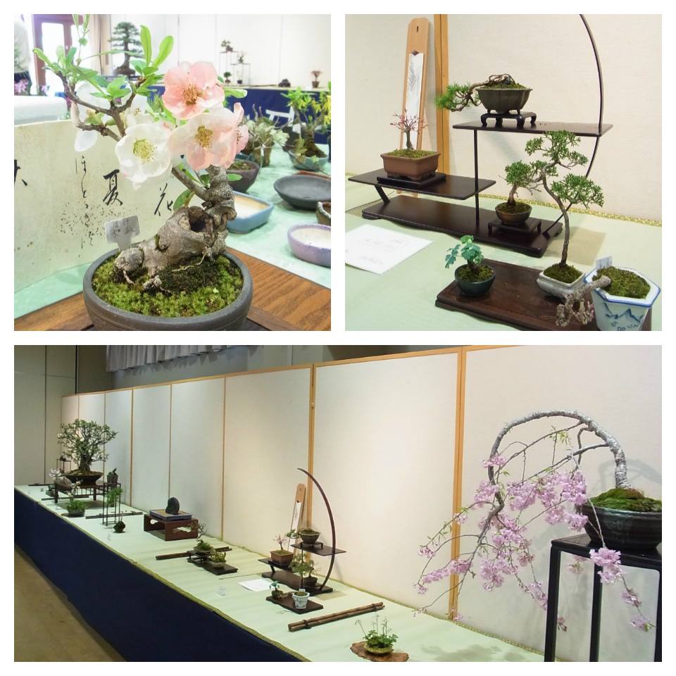 「杜の文化展～盆栽・山野草・水石～」始まります