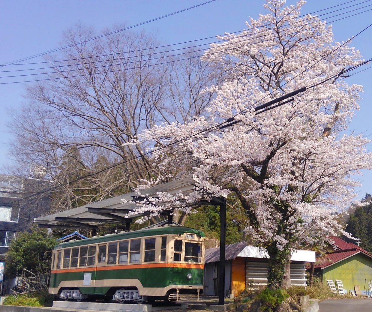 今週末(4/22～23)が“秋保”は見頃ですね