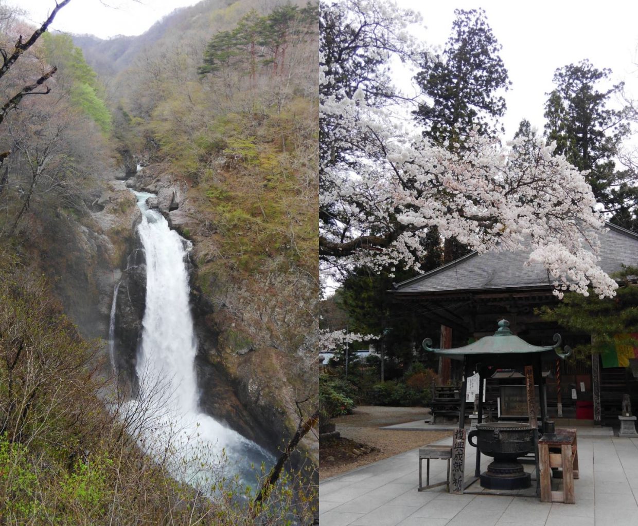 本日〈4/26(水) 〉朝の“秋保大滝”と“大滝不動尊前の桜”