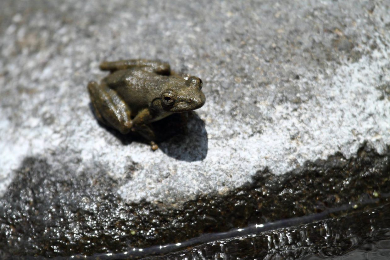 「カジカガエル」を探してます