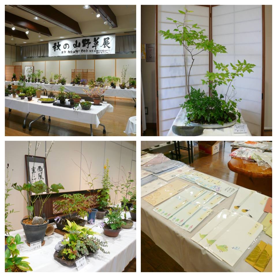 「秋の山野草展」開催中