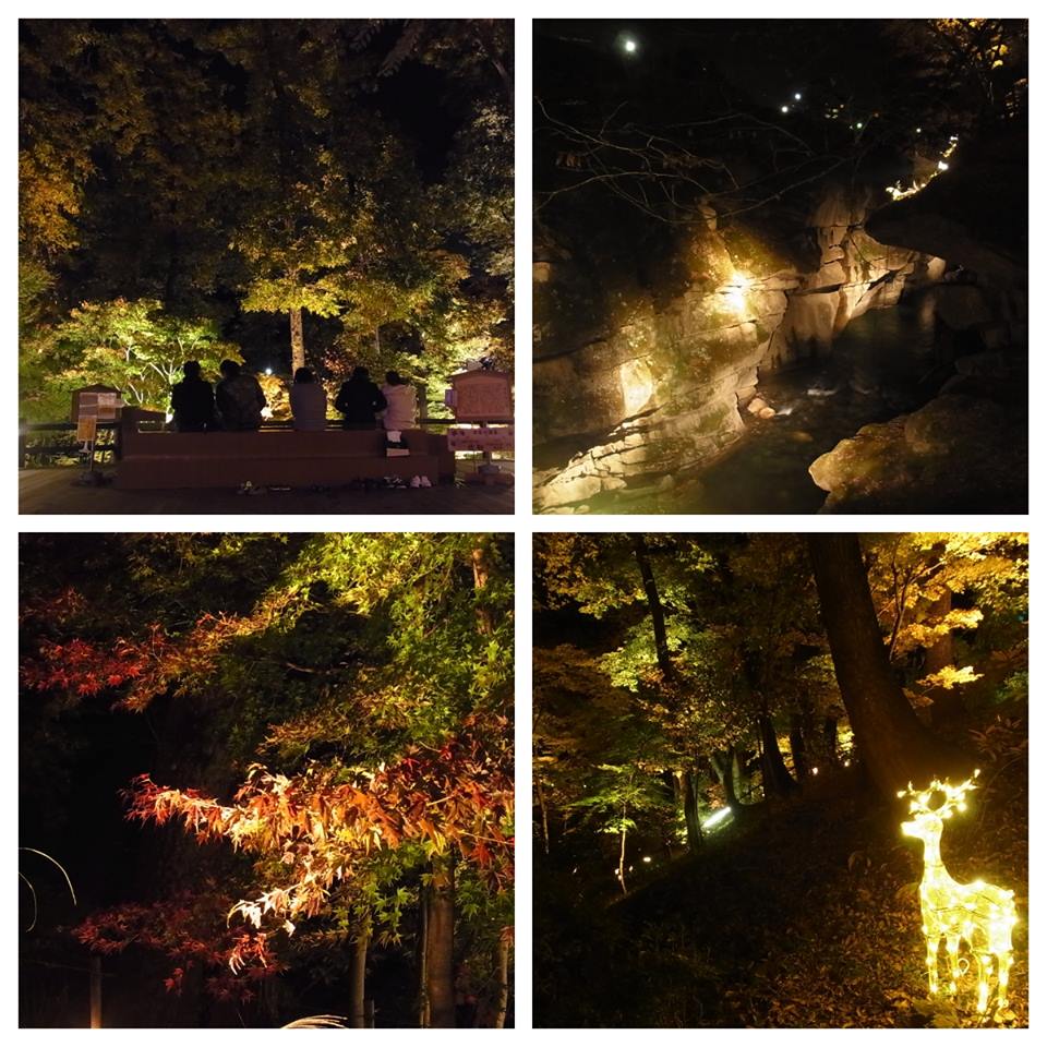 紅葉ライトアップも残すところあと数日です☆
