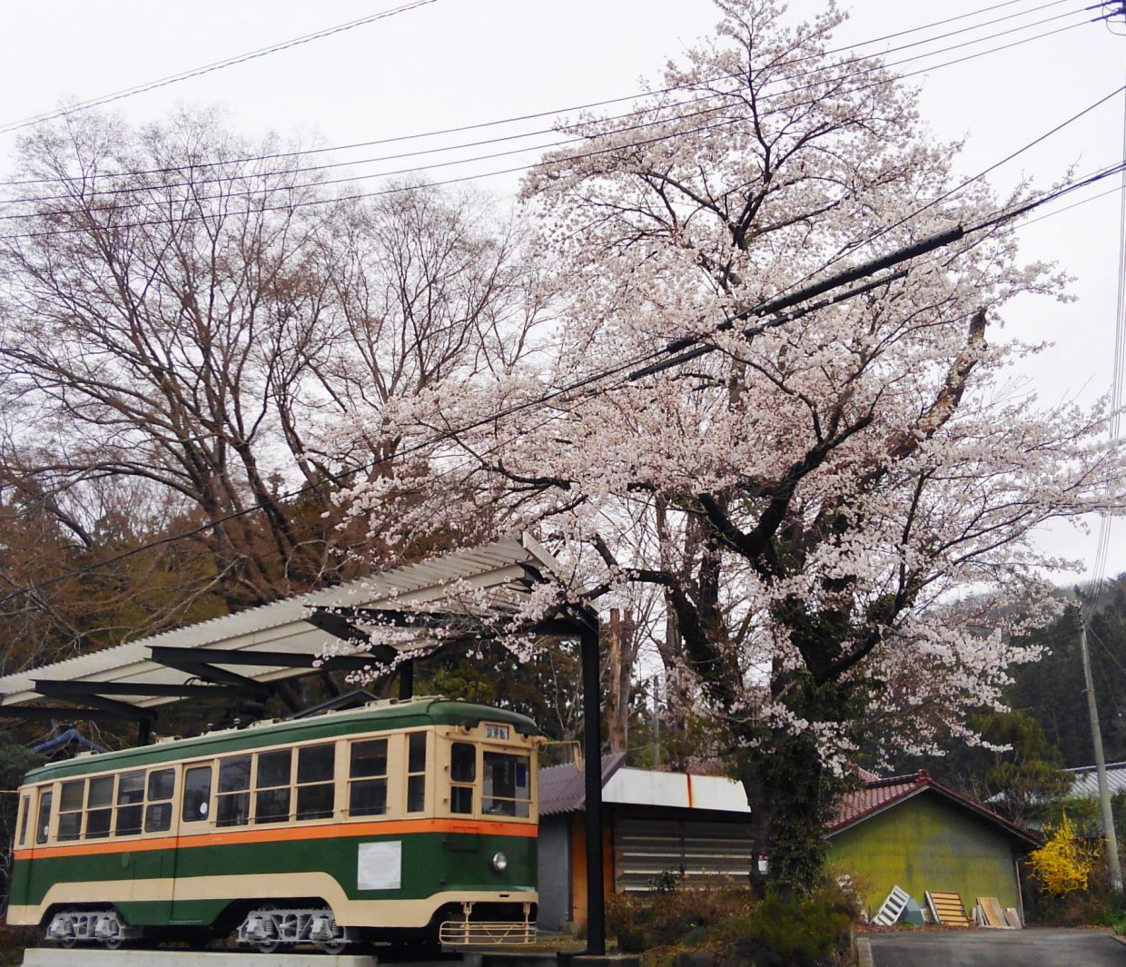 2018年4月7日土曜日朝9時の桜状況です。