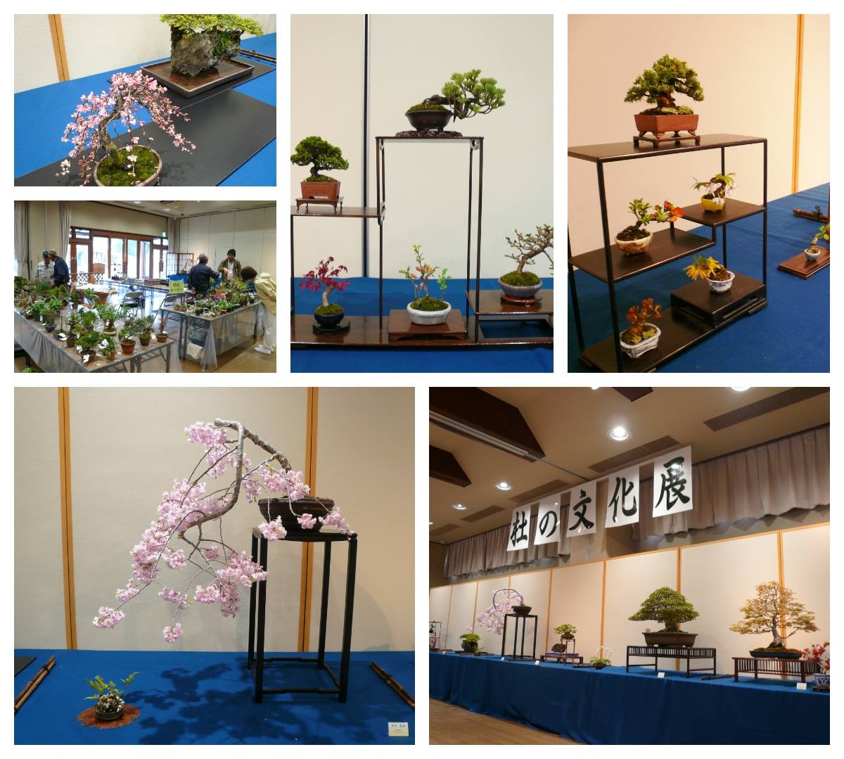 「杜の文化展～盆栽・山野草・水石～」始まります。